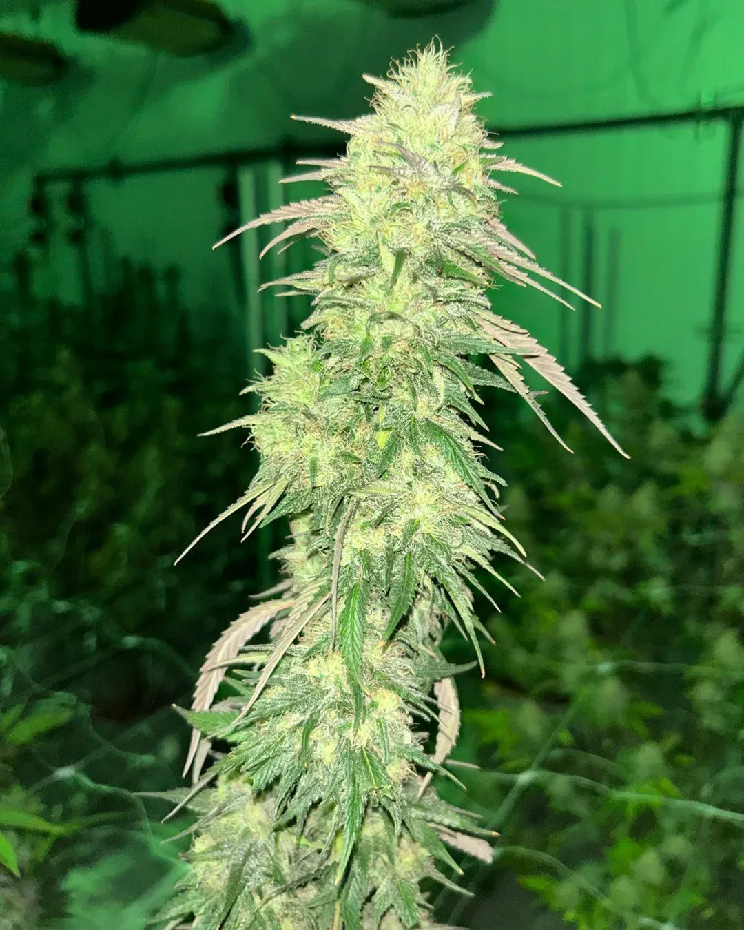 Bomb Rider cultivar by Cult Classics Seeds